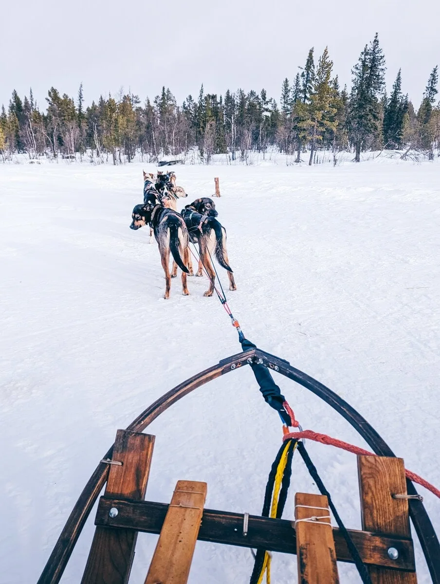 Attelage de chien de traineau à Kiruna