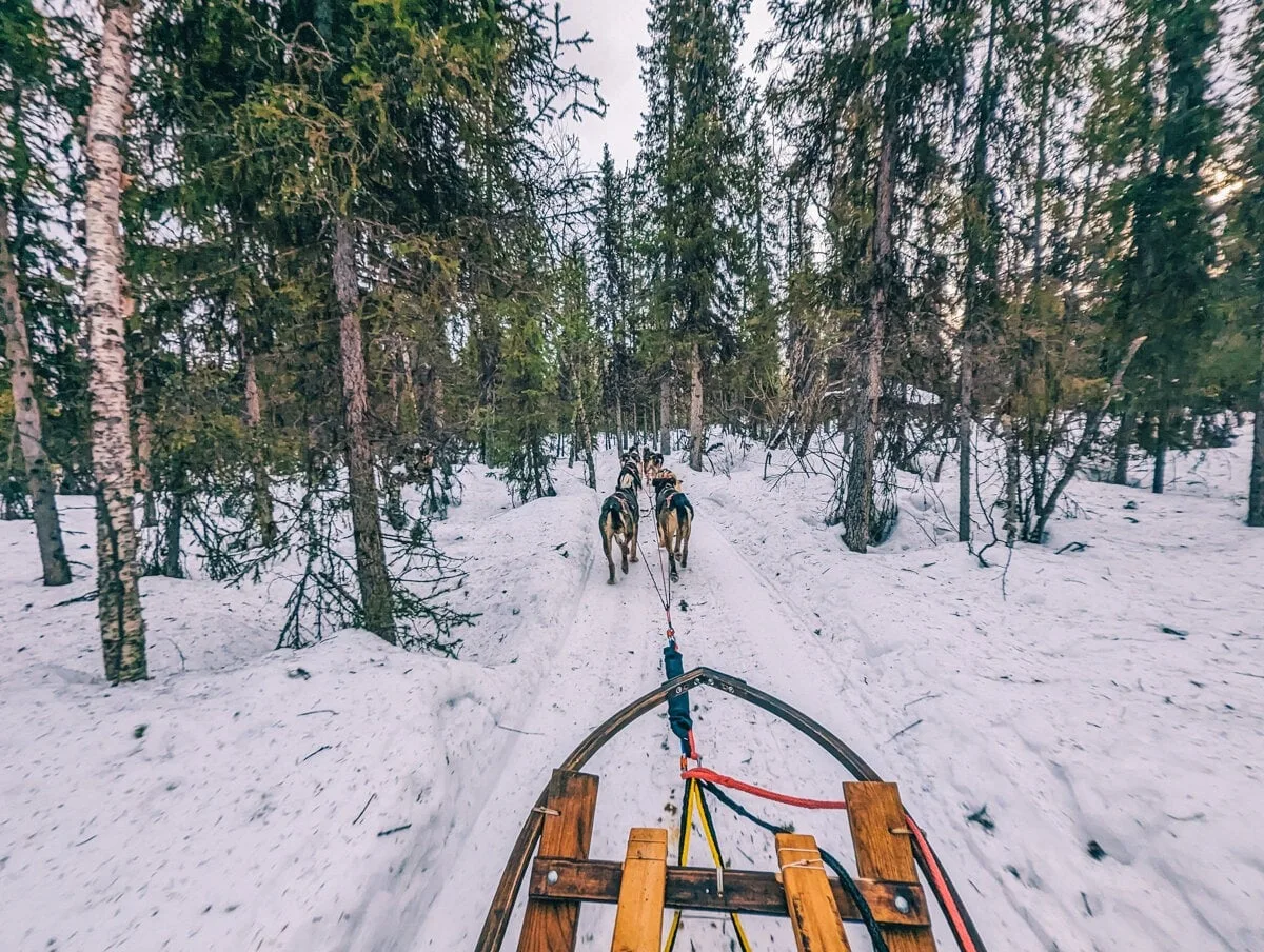 Attelage de chiens de traineau dans la forêt près de Kiruna