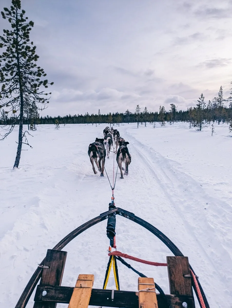 Durant la balade en traineau à chiens à Kiruna
