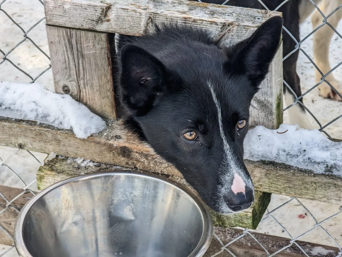 Chien dans son chenil avant l'activité à Kiruna