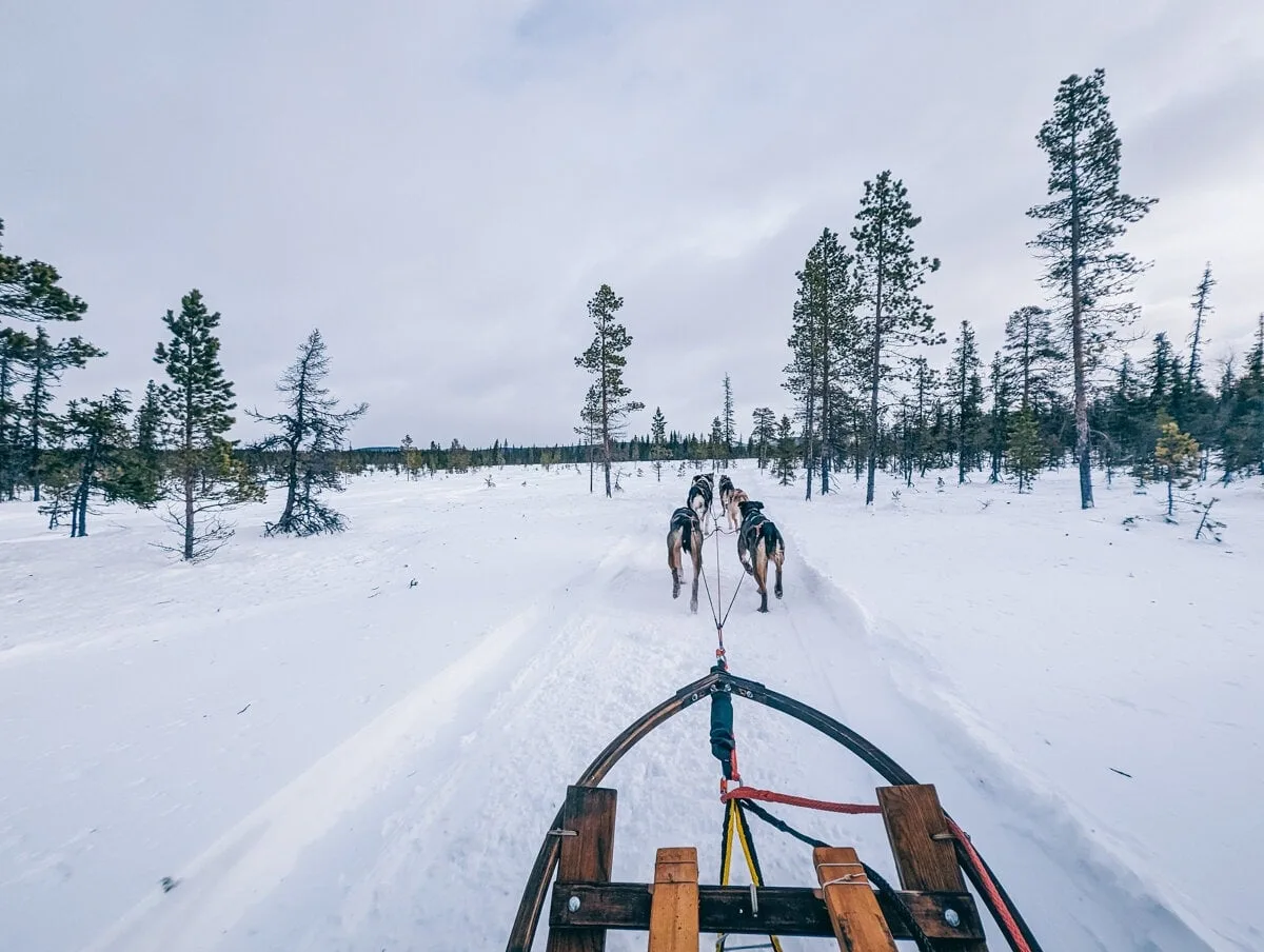 Chien de traineau à Kiruna