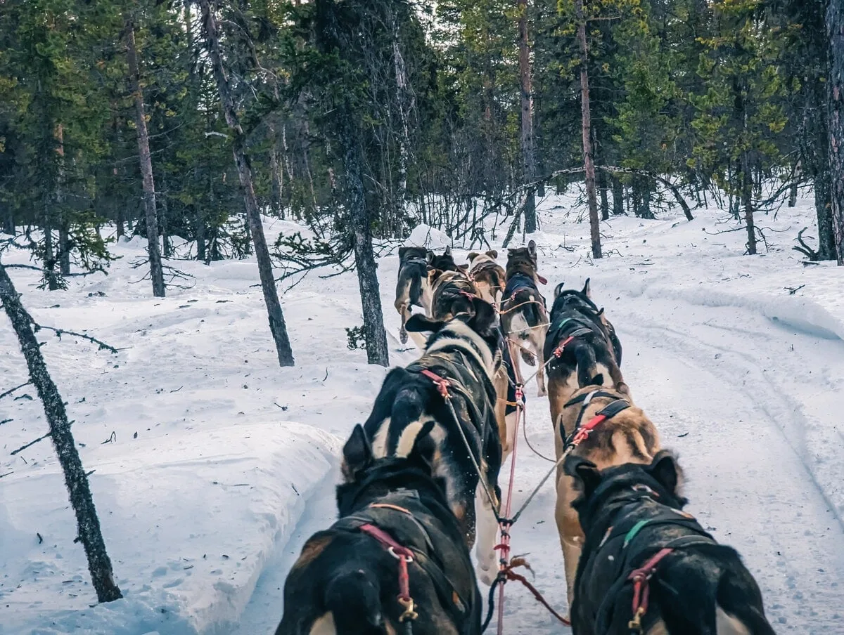 Chiens d'attelage dans la forêt à Jukkasjarvi