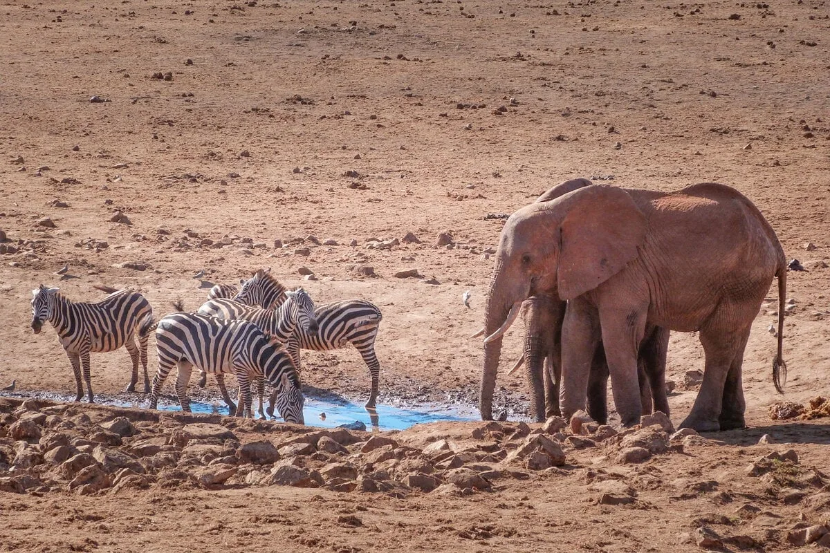 Eléphant et zèbres dans Tsavo Ouest