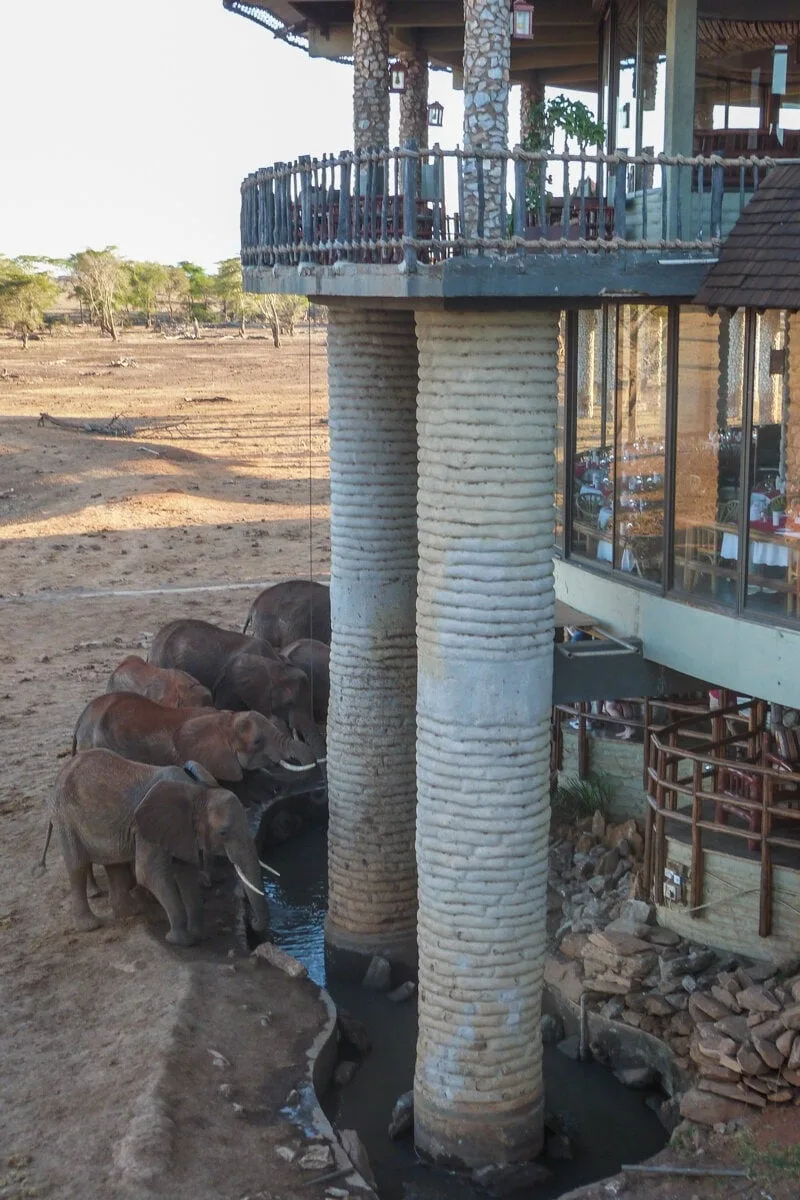Eléphants qui viennent s'abreuver au Sarova Lodge à Tsavo Ouest