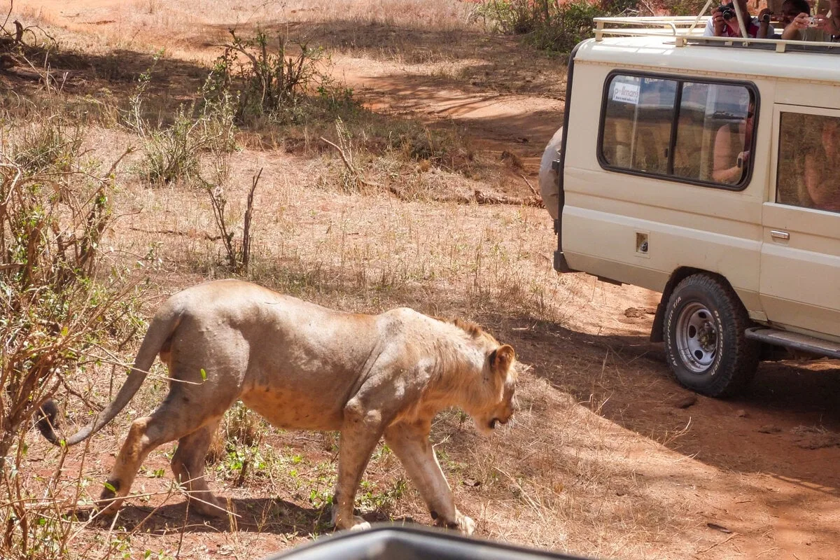 Lion pendant un safari dans Taita Hills