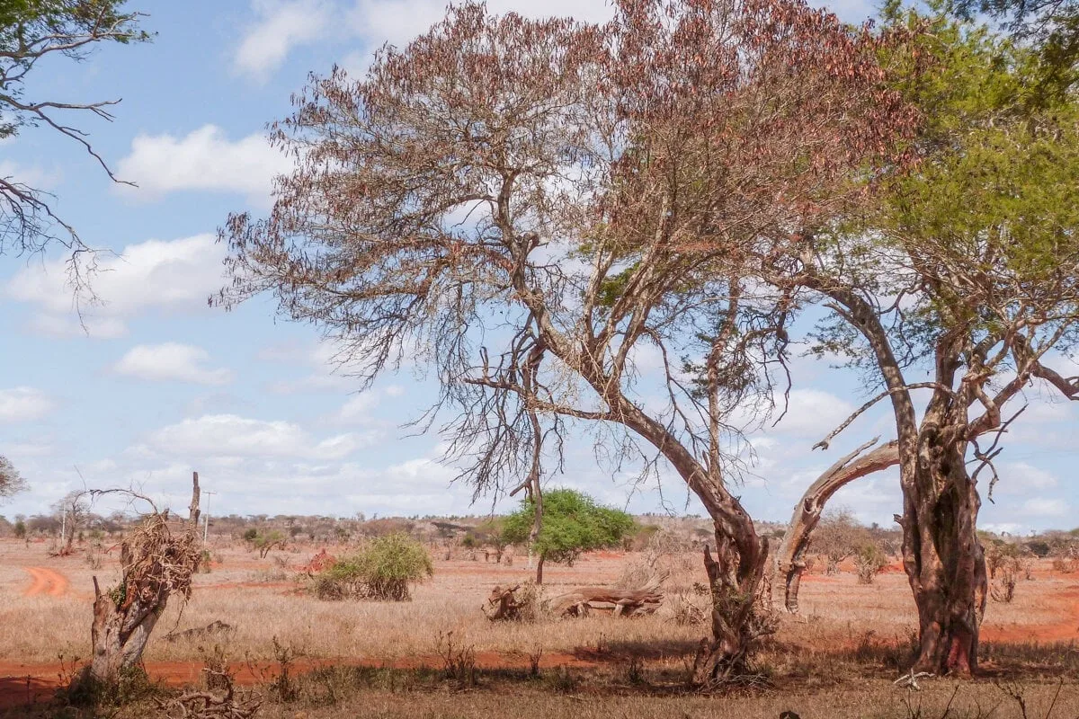 Taita Hills