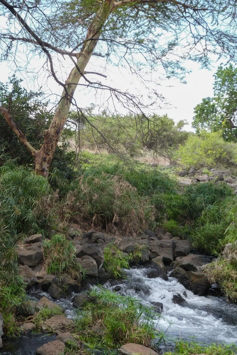 Végétation à Mzima à Tsavo Ouest