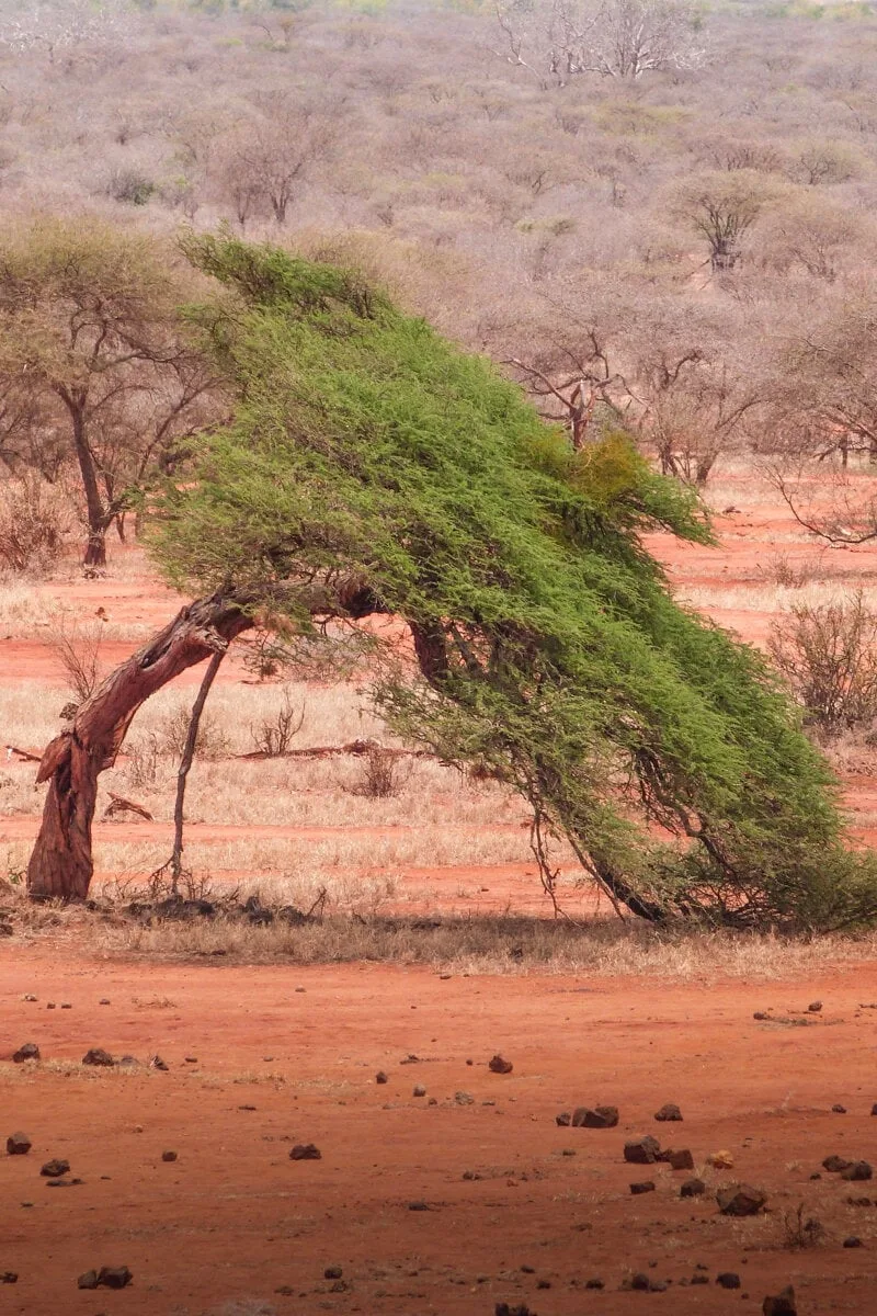 Végétation dans Tsavo Ouest