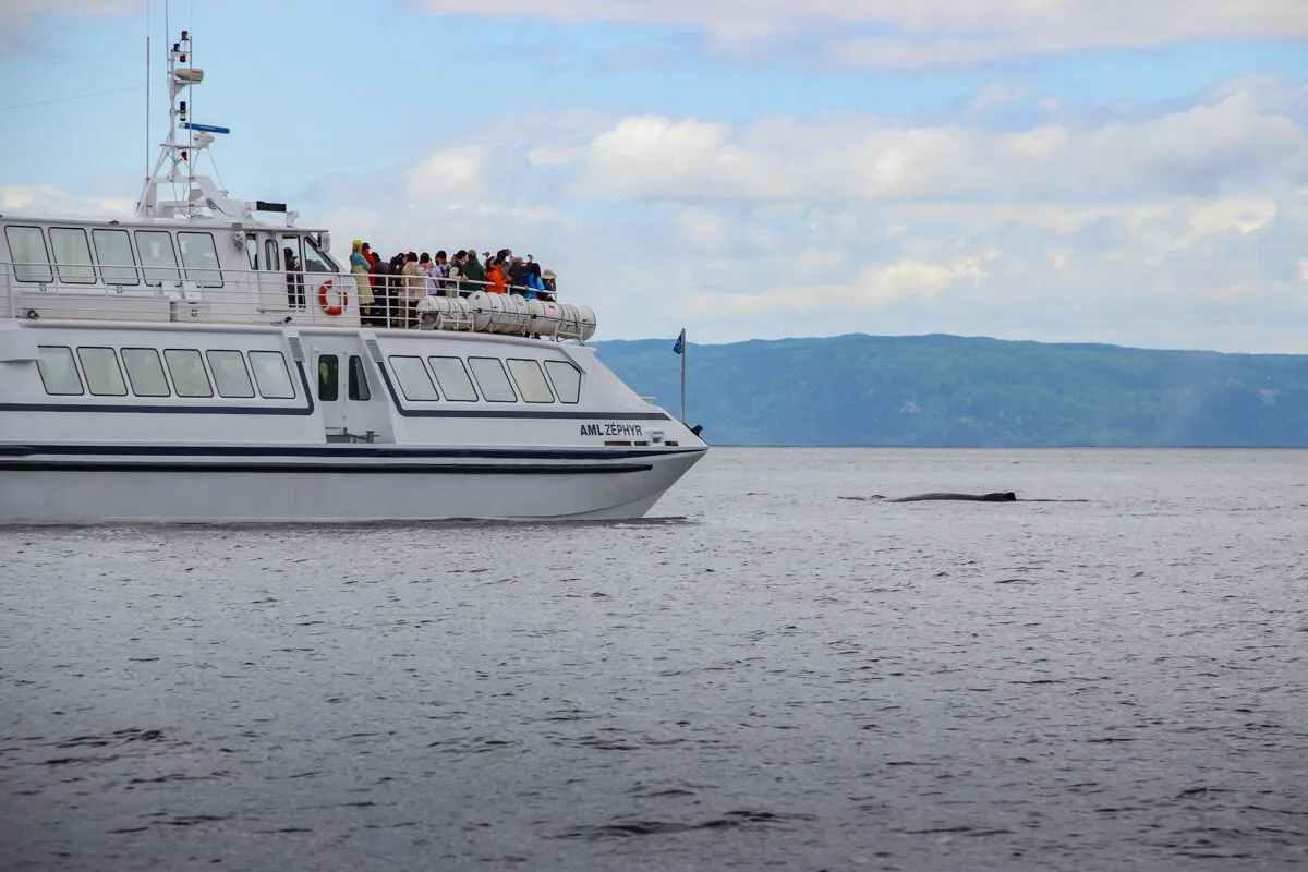Bateau de tourisme avec des observateurs de baleines