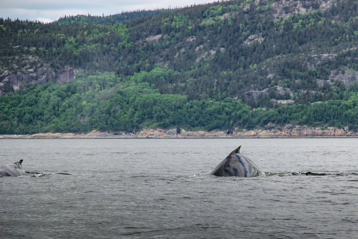 Dos d'une baleine