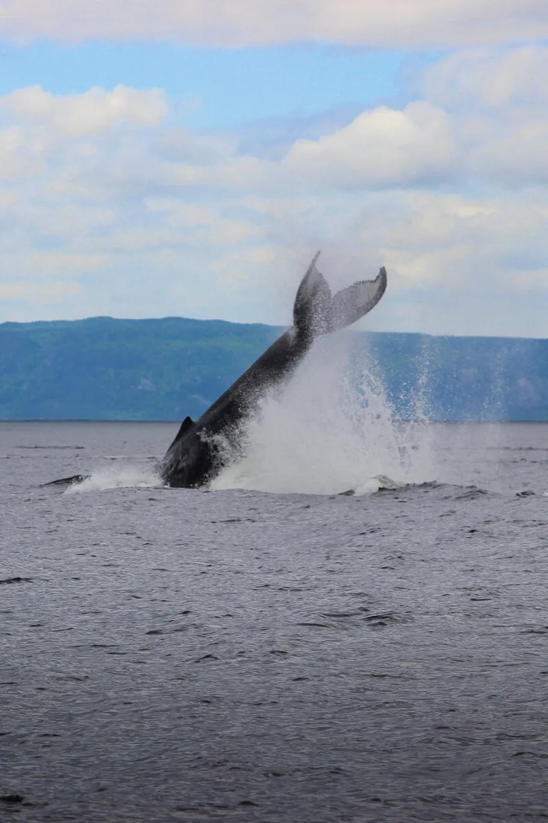 Baleine sautant hors de l'eau