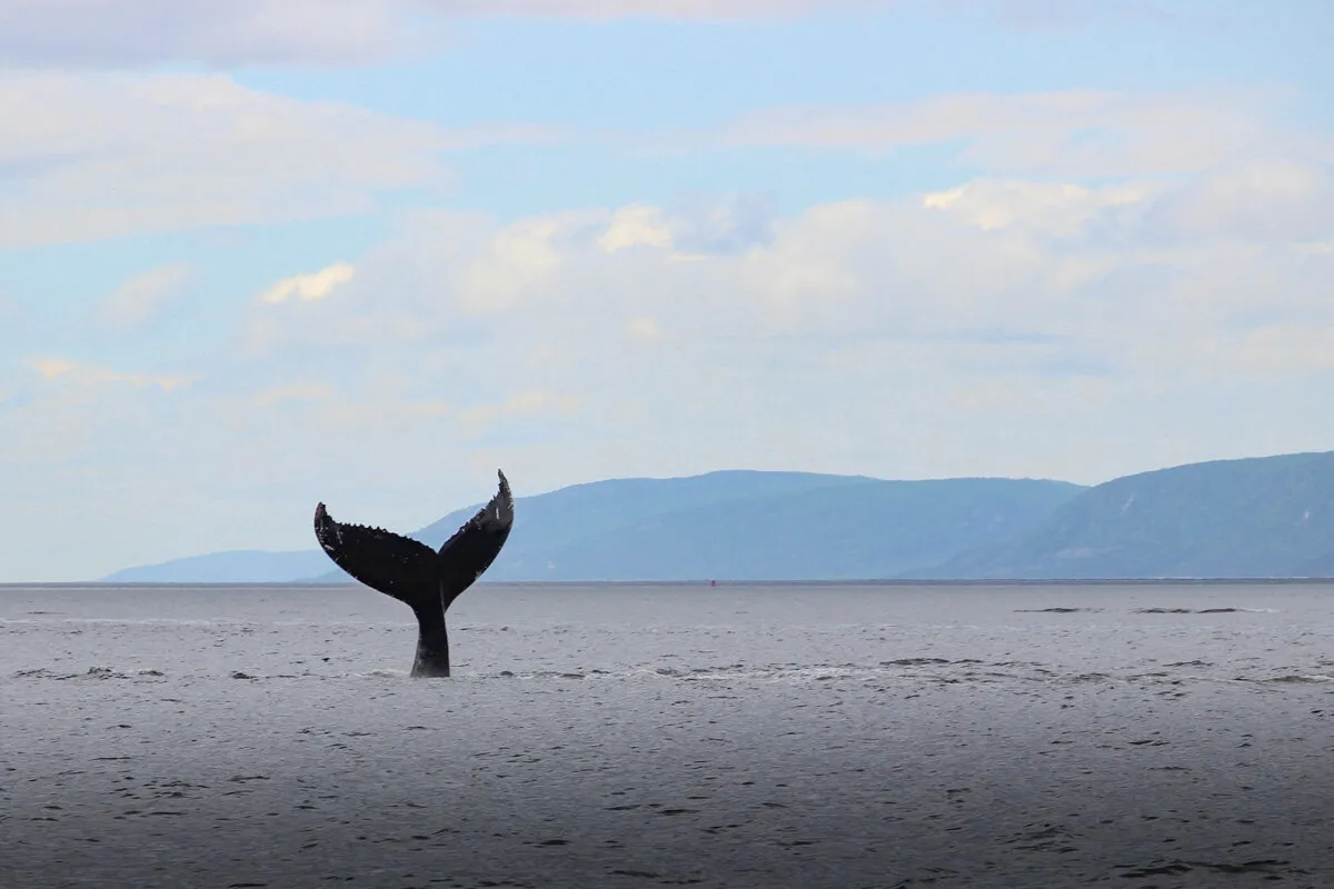 Queue de baleine émergeant de l'eau