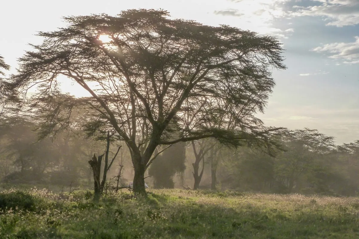 Grand acacia en contre-jour dans une prairie au coucher du soleil