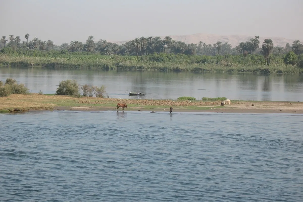 Animaux au bord du fleuve avec palmeraie et barque au loin