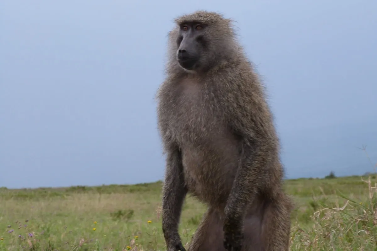 Babouin adulte debout dans une savane herbeuse