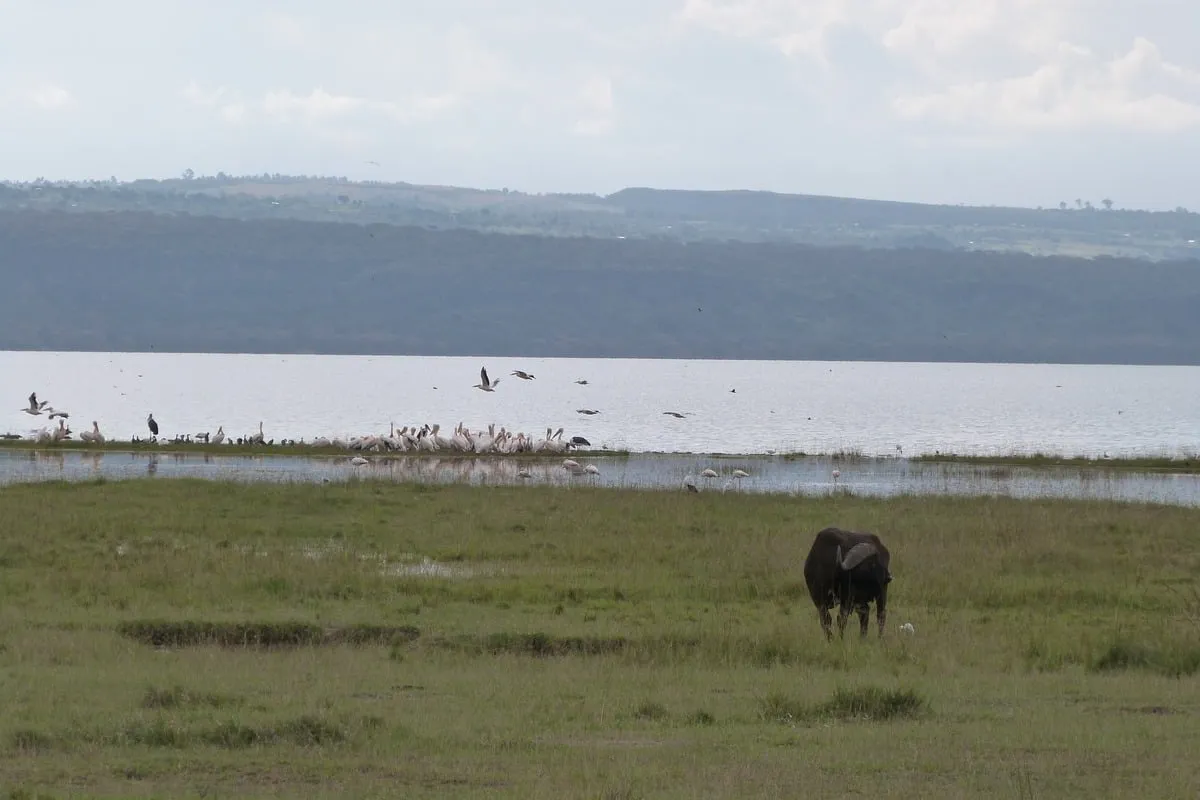 Buffle solitaire paissant au bord d'un lac avec des pélicans