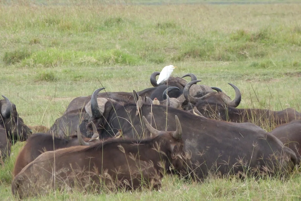 Troupeau de buffles au repos avec une aigrette blanche perchée sur l'un d'eux