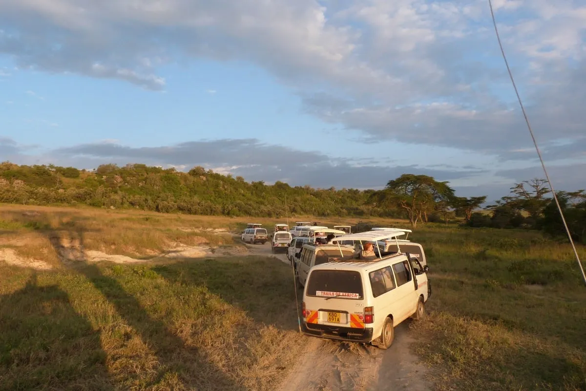 Convoi de minibus blancs sur une piste de savane en fin de journée
