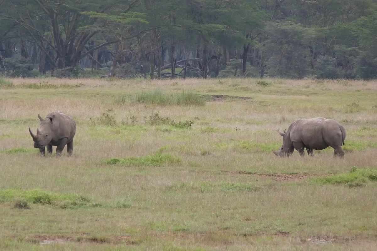 Deux rhinocéros blancs paissant dans une plaine herbeuse
