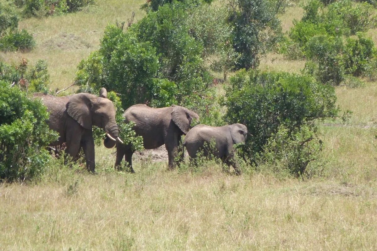 Trois éléphants dont un éléphanteau se nourrissent dans des buissons