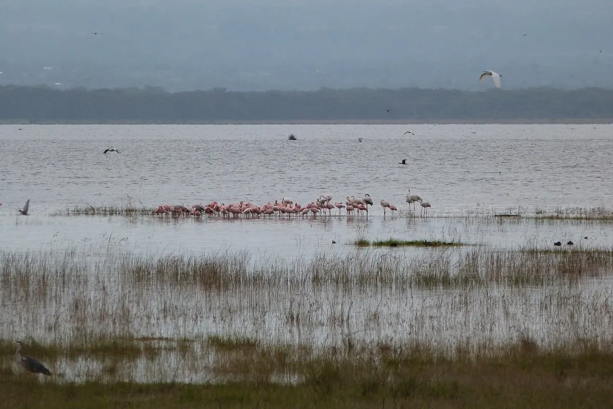 Groupe de flamants roses pataugeant dans un lac peu profond sous ciel couvert