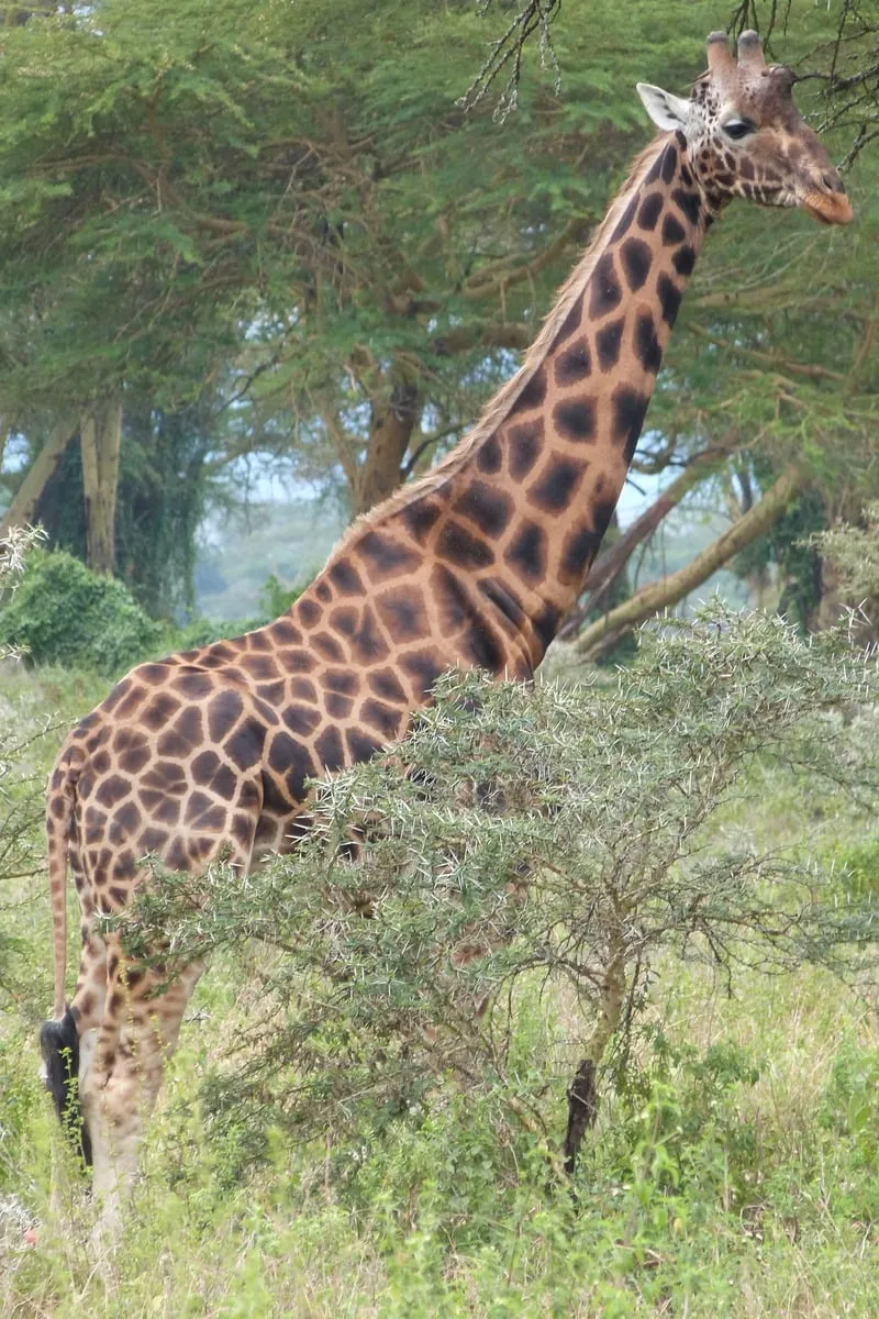 Girafe se nourrissant dans les branches d'un arbre feuillu