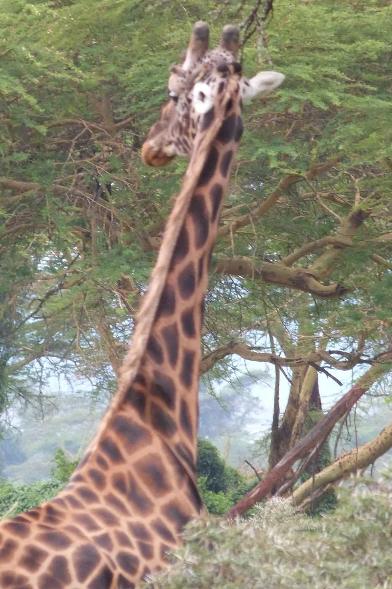 Girafe photographiée de près, cou et tête visibles parmi les arbres