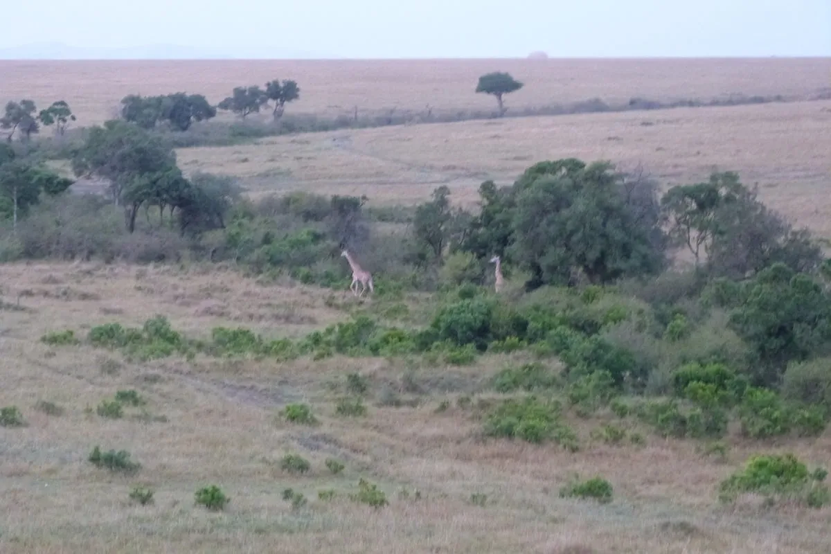 Deux girafes marchant dans une vaste savane herbeuse parsemée d'arbres