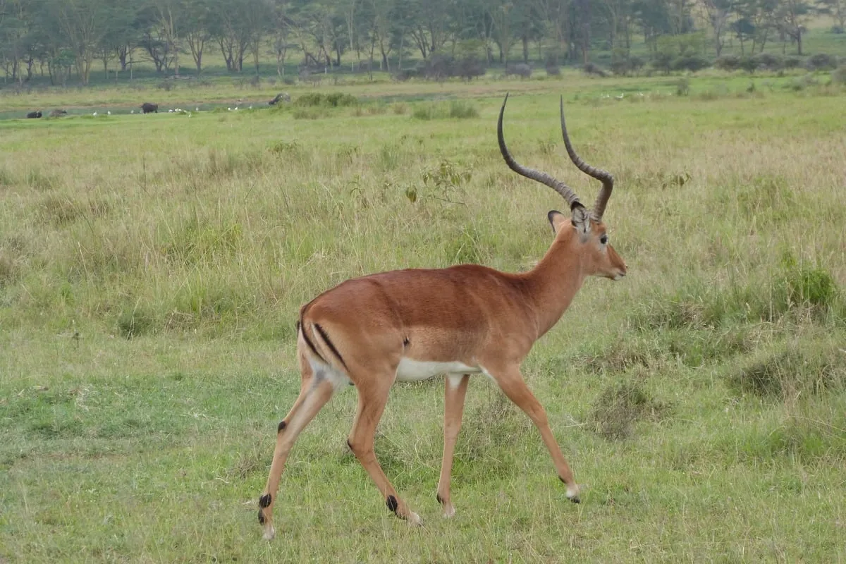 Impala mâle aux longues cornes marchant dans une savane herbeuse
