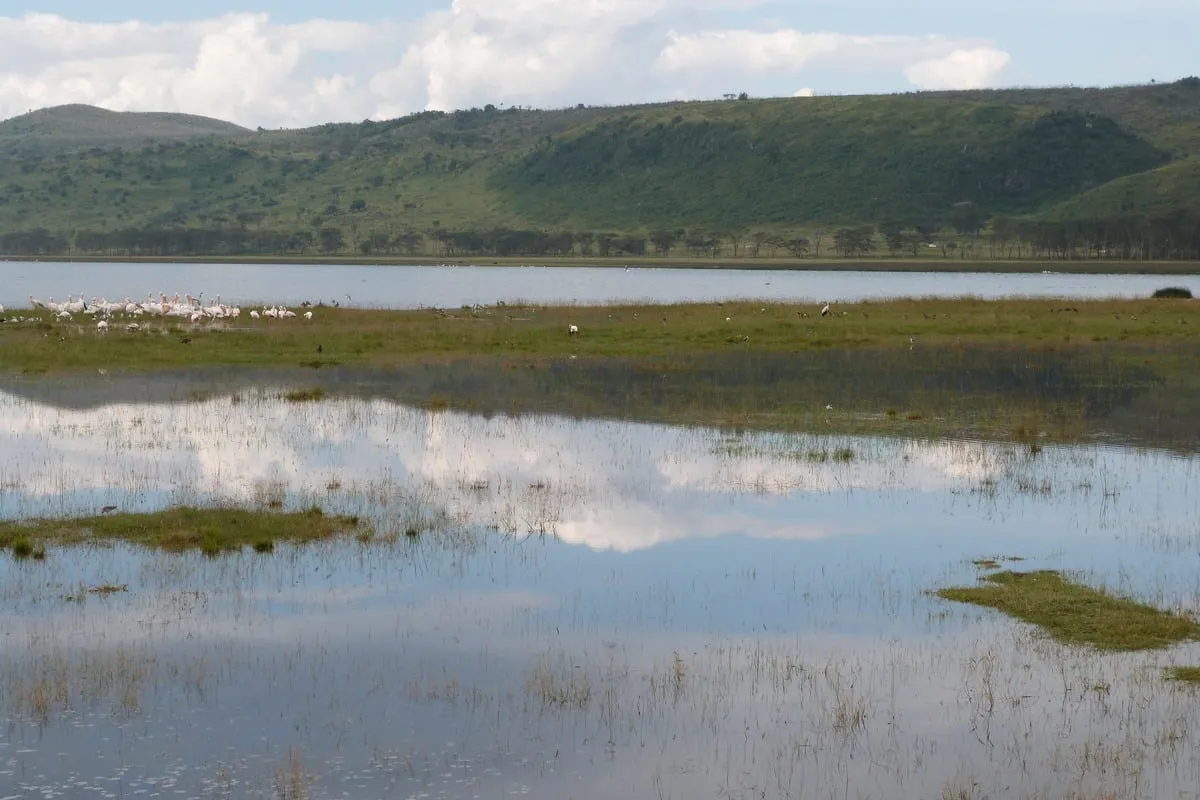Lac peu profond avec flamants roses et reflets de nuages blancs