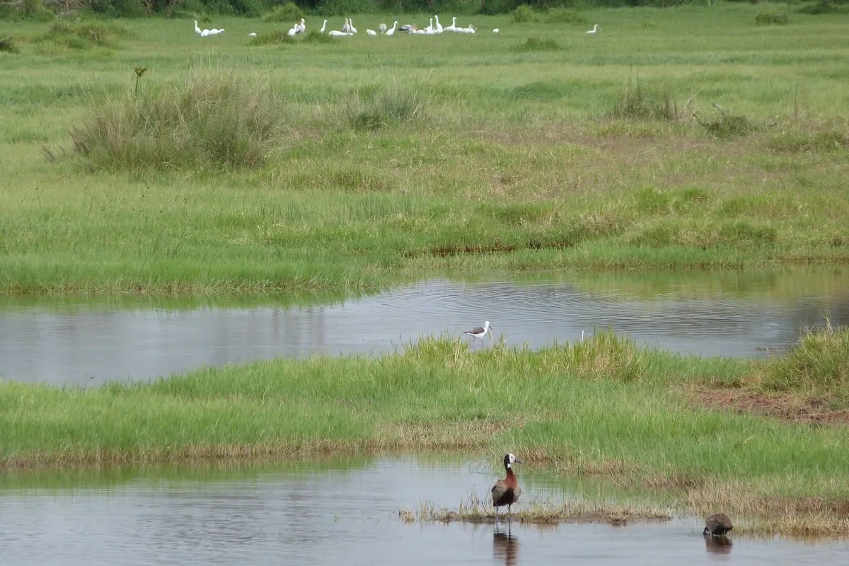 Oiseaux aquatiques dans une zone humide entourée de végétation verte