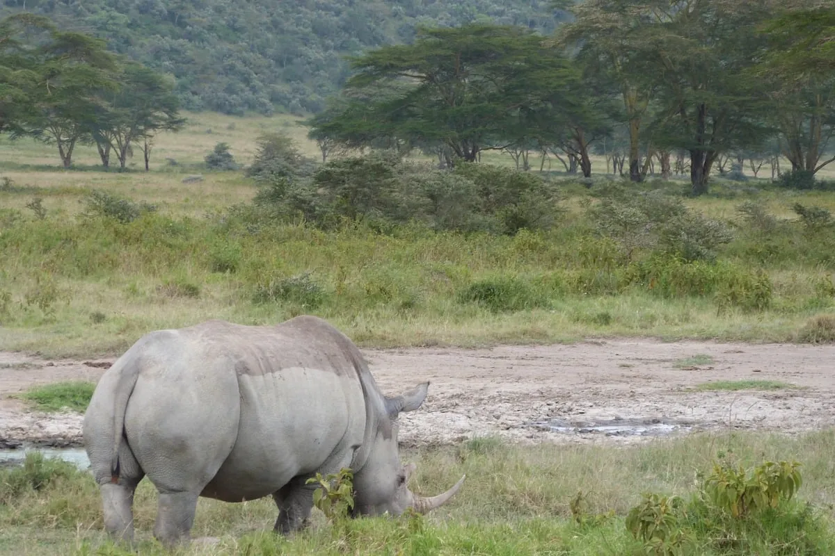 Rhinocéros blanc broutant dans une plaine herbeuse avec des acacias