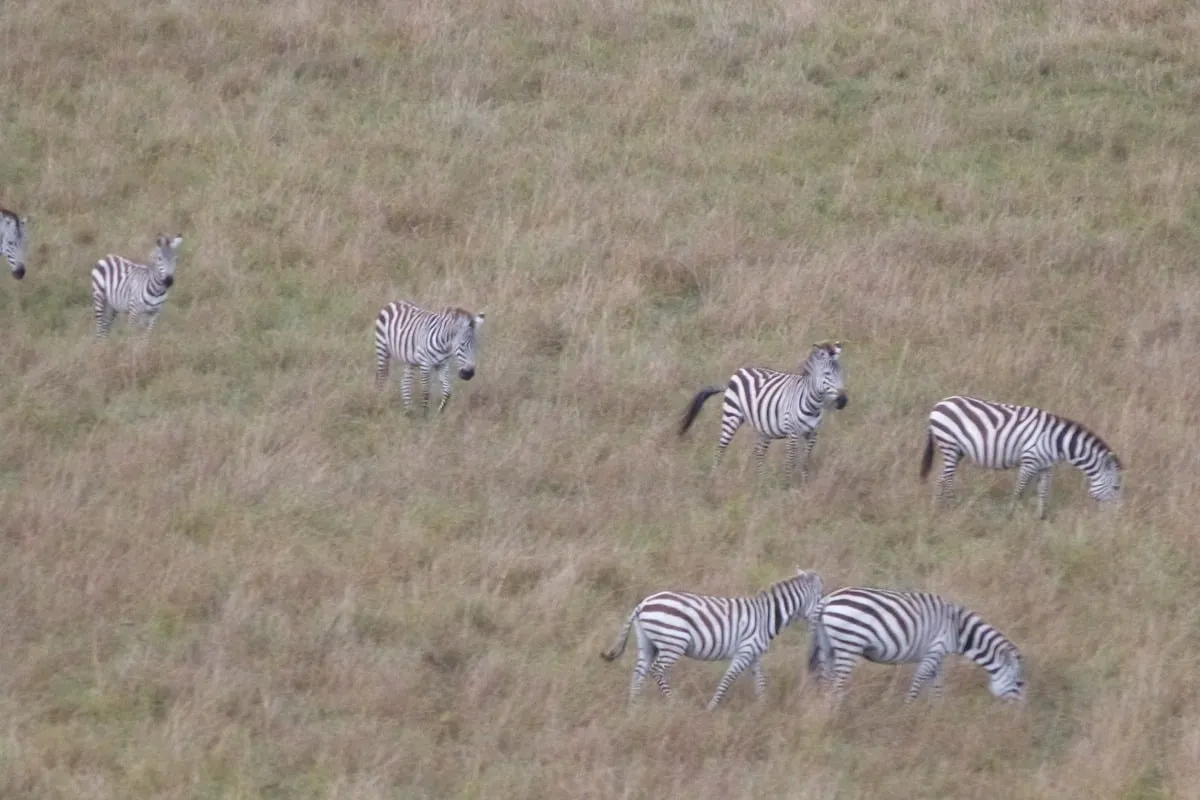 Groupe de zèbres paissant dans une prairie d'herbe sèche