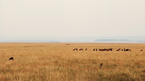 Les plaines du Masai Mara : au cœur du safari