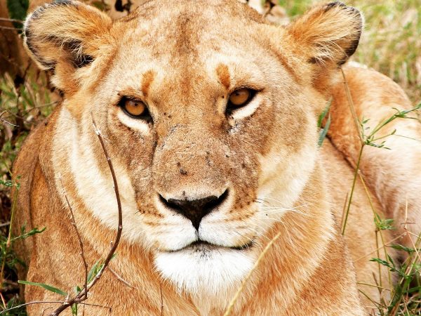 Une lionne que l'on peut observer lors d'un safari au Masai Mara