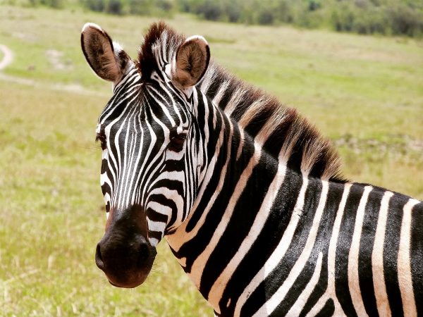 Zèbre dans le Masai Mara