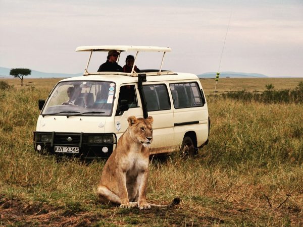 Une lionne devant un 4x4 dans le Masai Mara