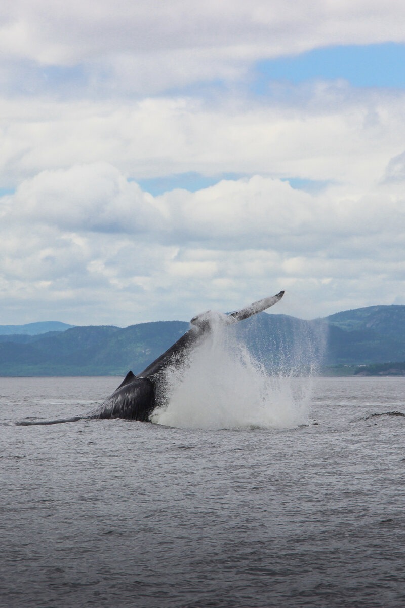 Baleine à Tadoussac dans le fleuve Saint Laurent qui plonge dans l'eau