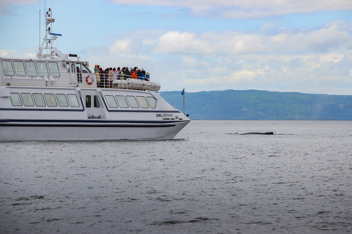 Bateau pour l'excursion baleines à Tadoussac