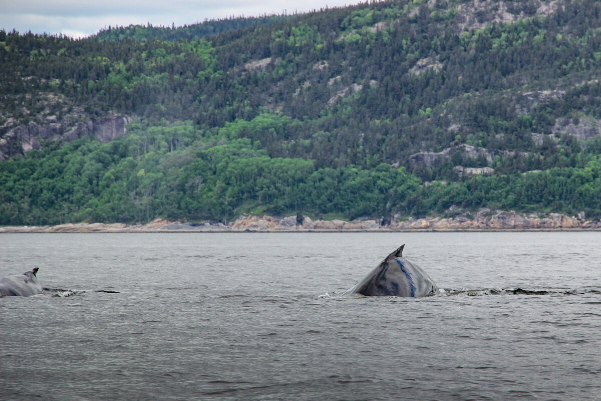 Dos de baleines à Tadoussac