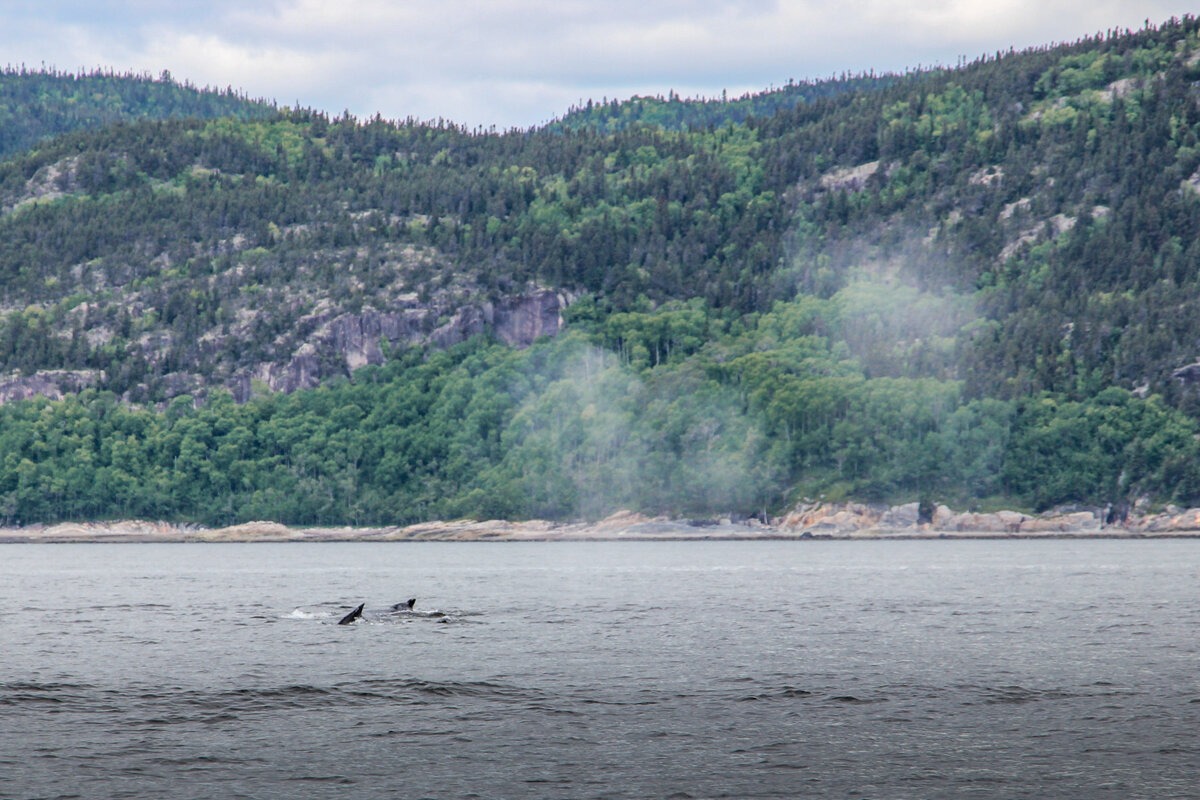 Souffle de baleines dans le Saint-Laurent au Québec