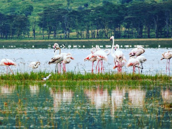 Flamants roses du lac Nakuru au Kenya