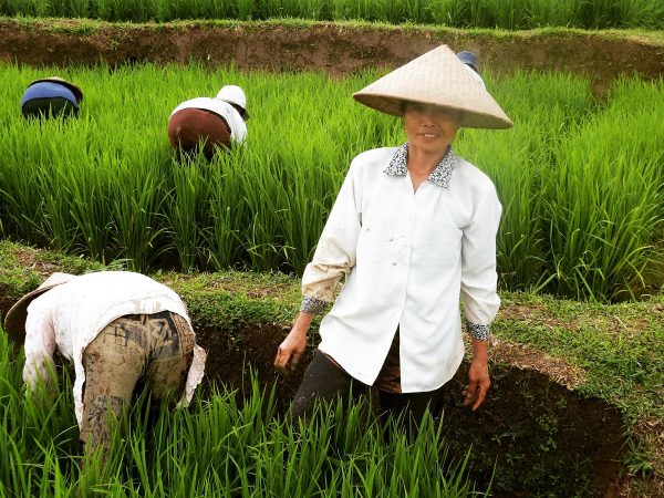 Rizières de Jatiluwih - Bali