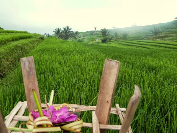 Rizières de Jatiluwih - Bali