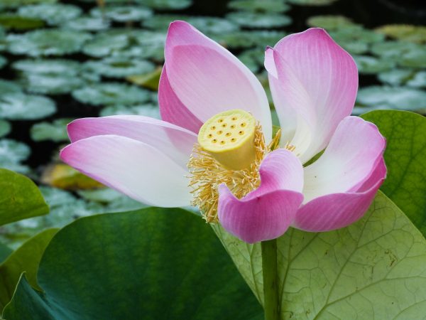 Fleur de lotus à Tirta Gangga, Bali