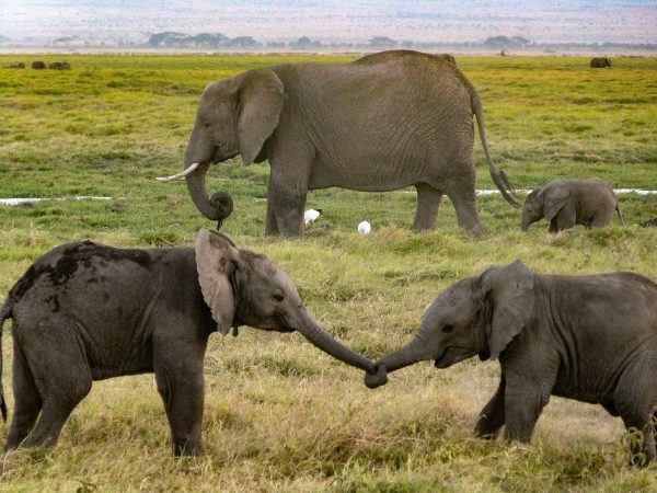 Des éléphanteaux qui jouent dans le parc national d'Amboseli