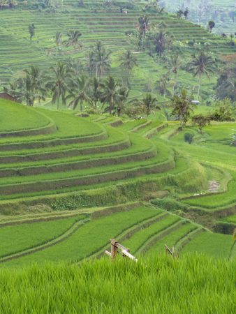 Dans les rizières de Jatiluwih à Bali