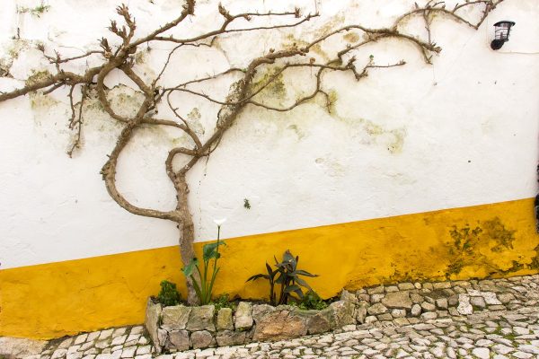 Dans les ruelles colorées d'Obidos : les murets couverts de jaune et de bleu...