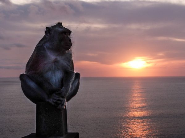 Singe au coucher de soleil, à Uluwatu, Bali