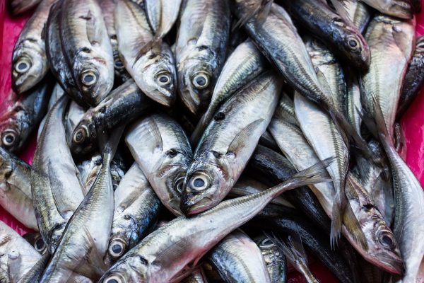 Un étal de poisson dans le marché de Bolhao à Porto
